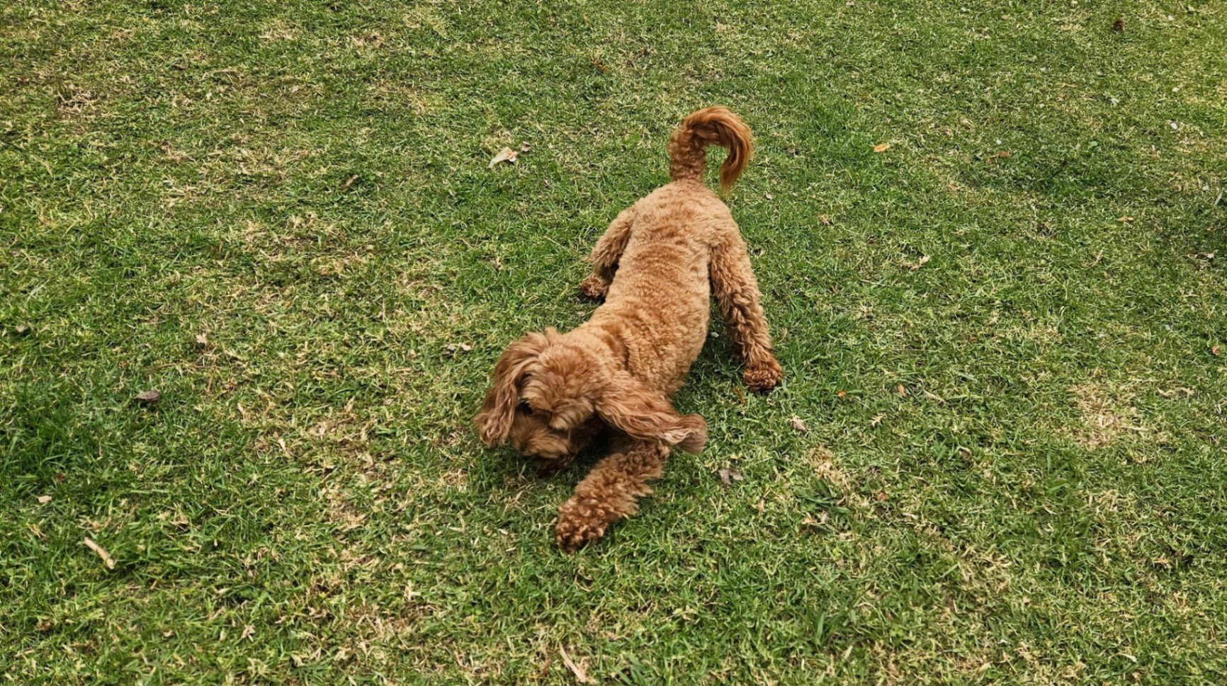 Happy dog at Aimee The Dog Lady — photo 1