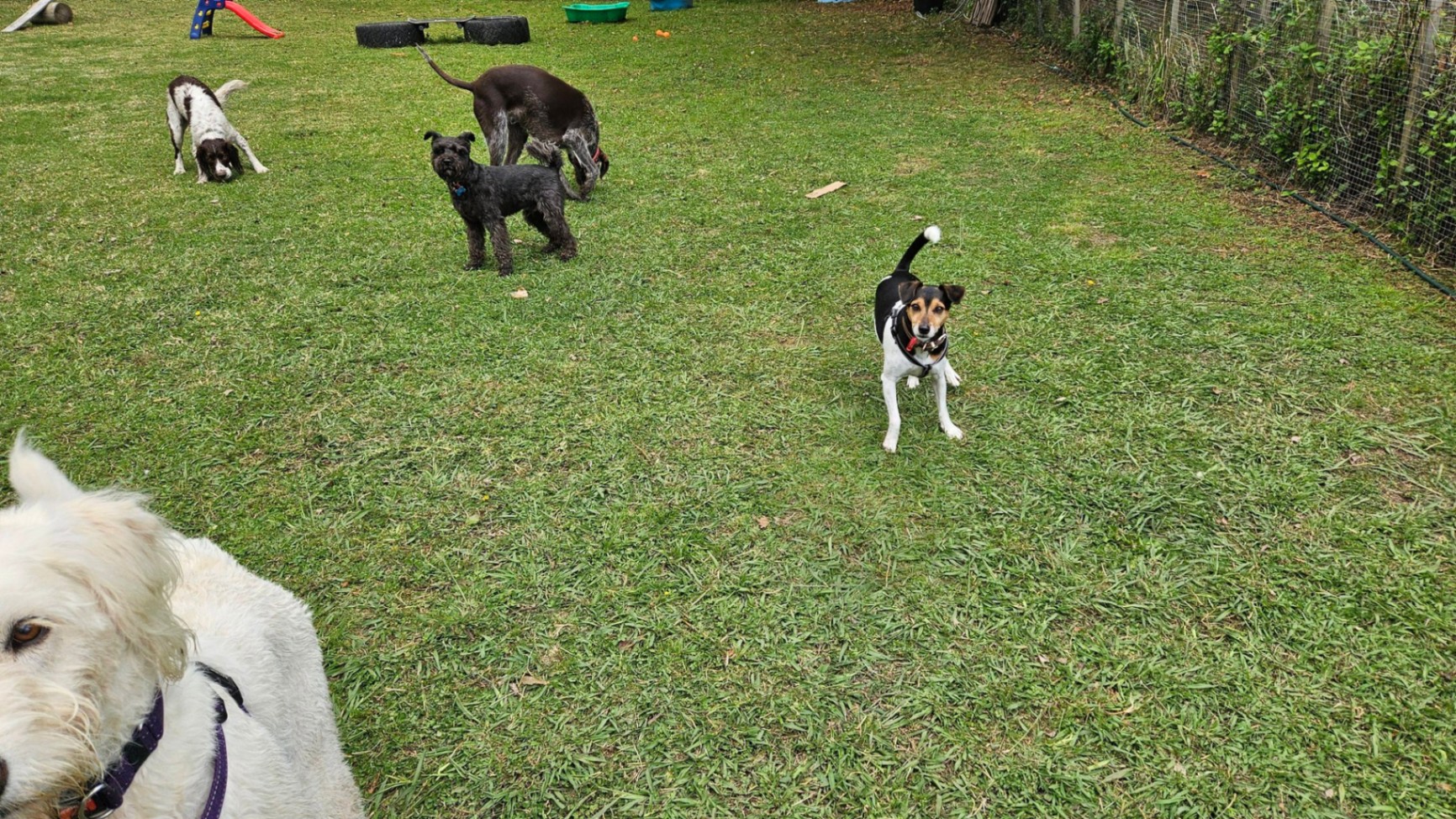 Happy dog at Aimee The Dog Lady — photo 2