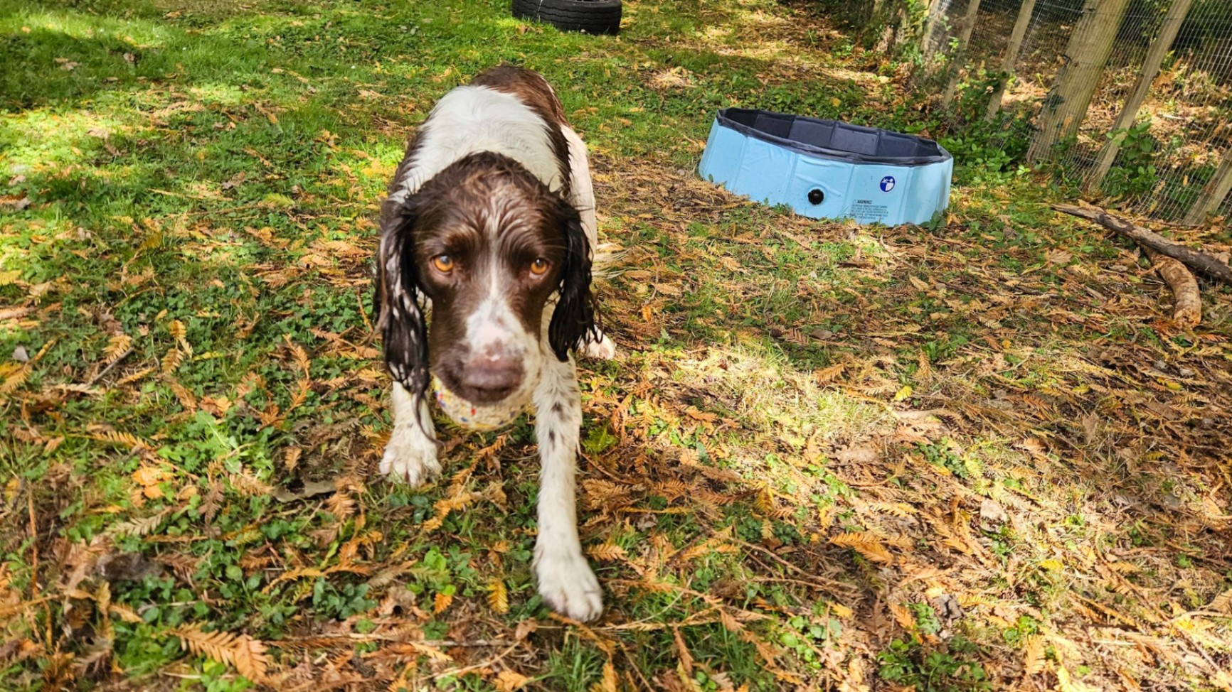 Happy dog at Aimee The Dog Lady — photo 3