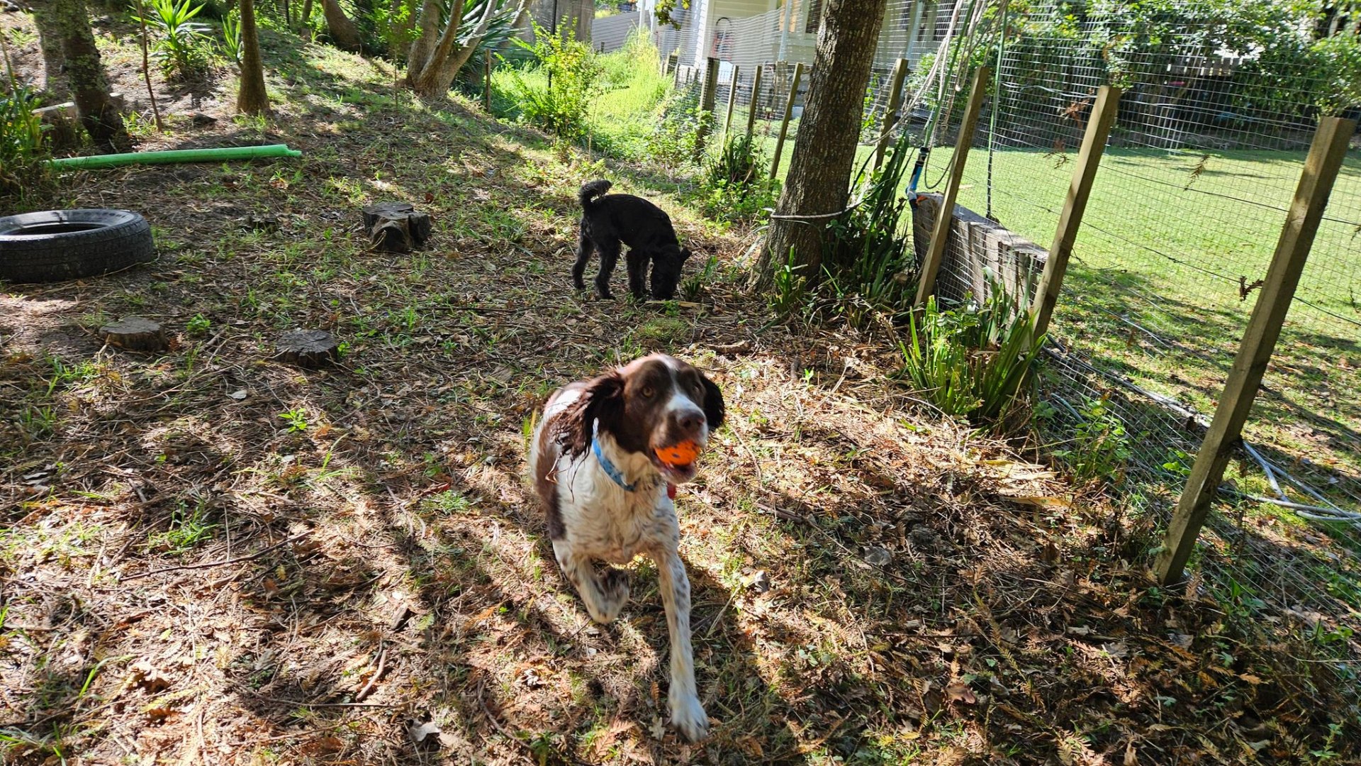 Happy dog at Aimee The Dog Lady — photo 4